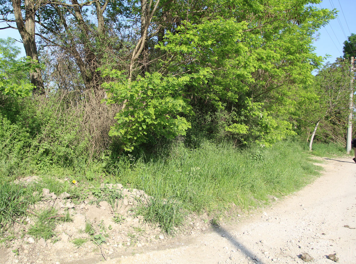 Drahovce-Jewish-Cemetery-2