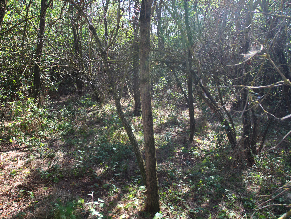Felcsut-1-Jewish-Cemetery-2