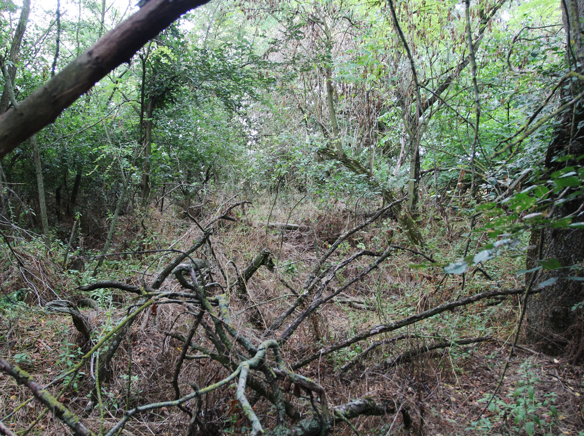 Kaloz-Jewish-Cemetery-11