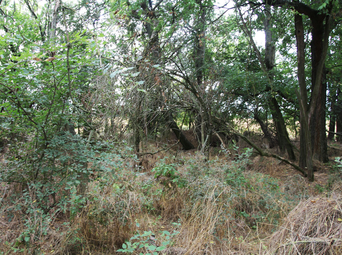 Kaloz-Jewish-Cemetery-2