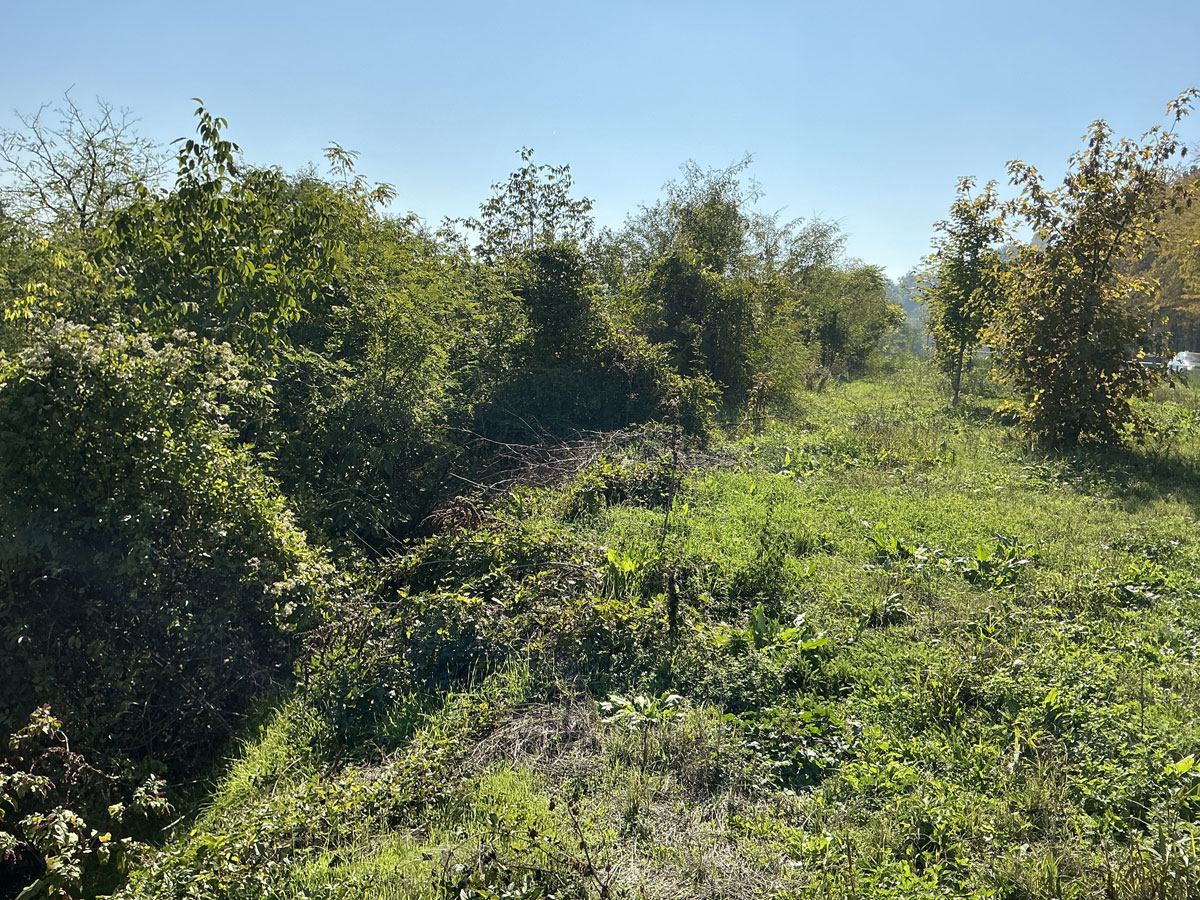 Leskovac-Jewish-Cemetery-1