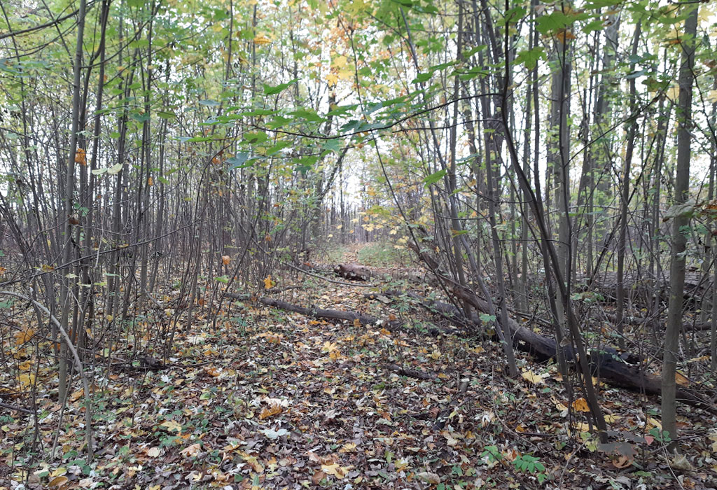 Lezajsk Jewish Cemetery