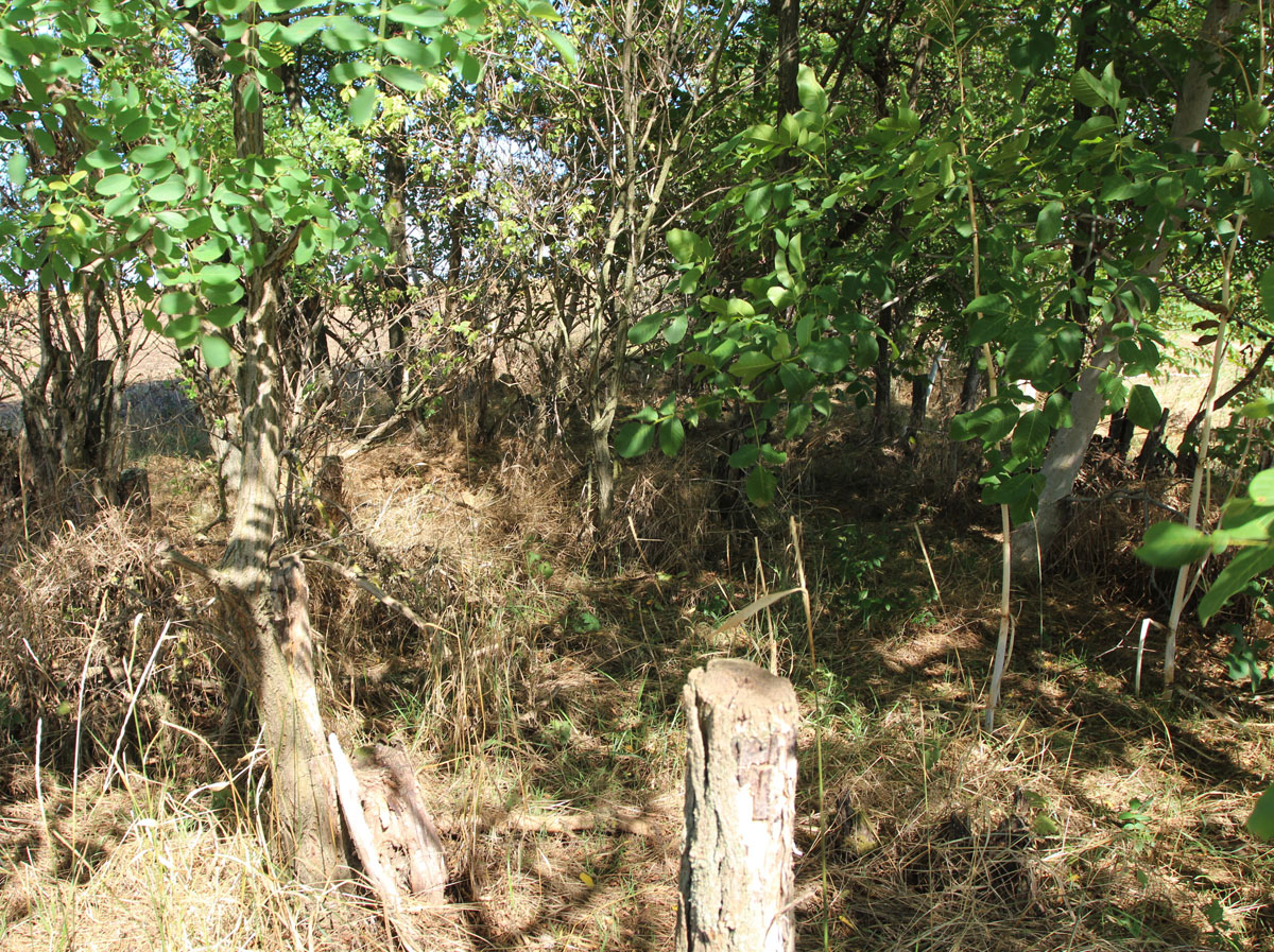 Rackeresztur-Jewish-Cemetery-3