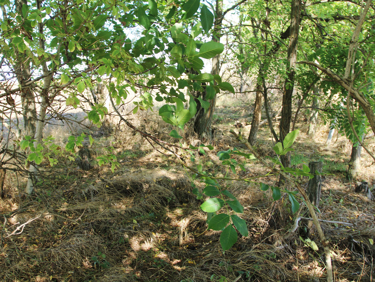 Rackeresztur-Jewish-Cemetery-4