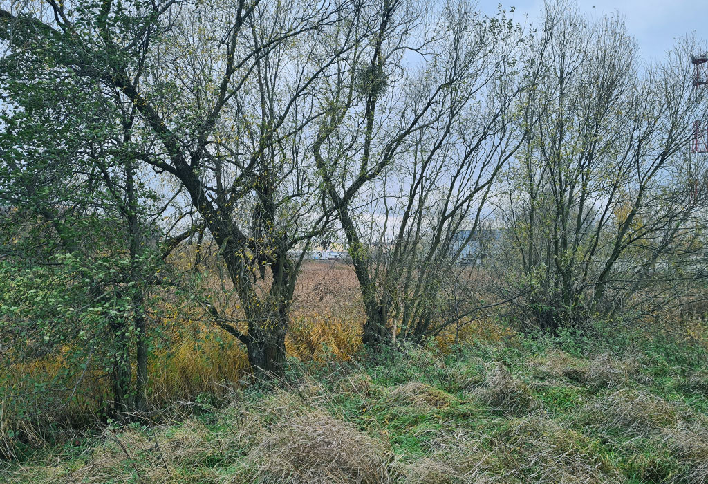 Rogoźno Old Jewish Cemetery