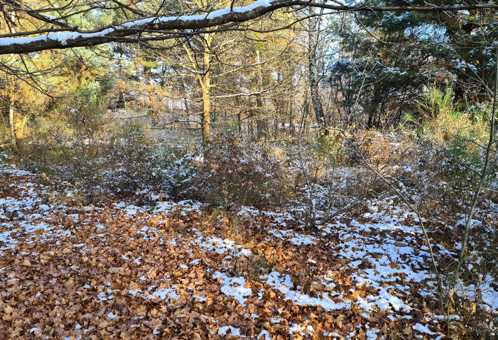 Swierze New Jewish Cemetery