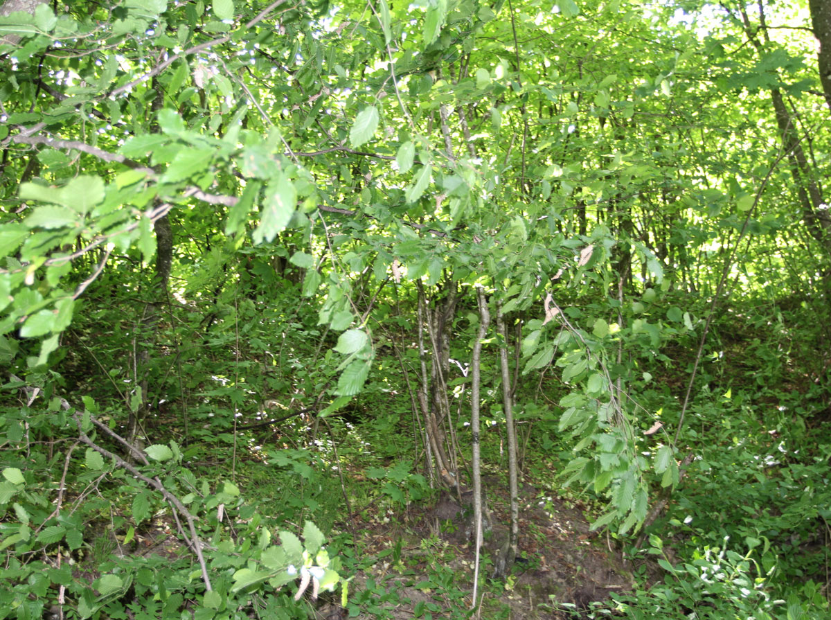 Ulicske-Krive-Jewish-Cemetery-2