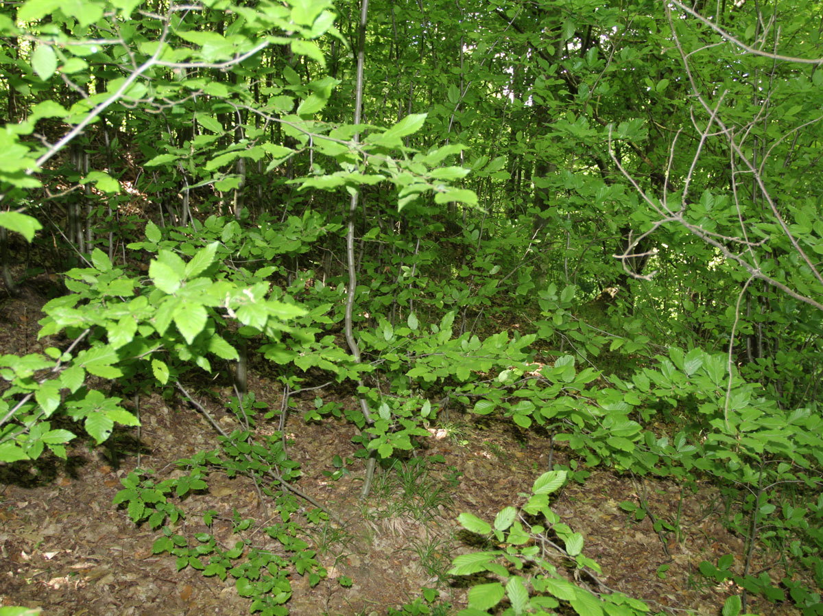 Ulicske-Krive-Jewish-Cemetery-3
