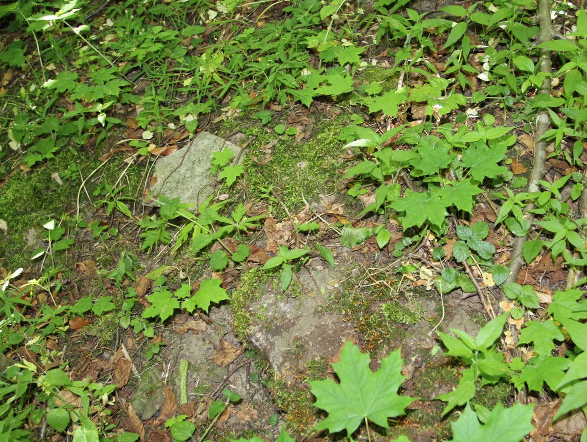 Ulicske-Krive-Jewish-Cemetery-4