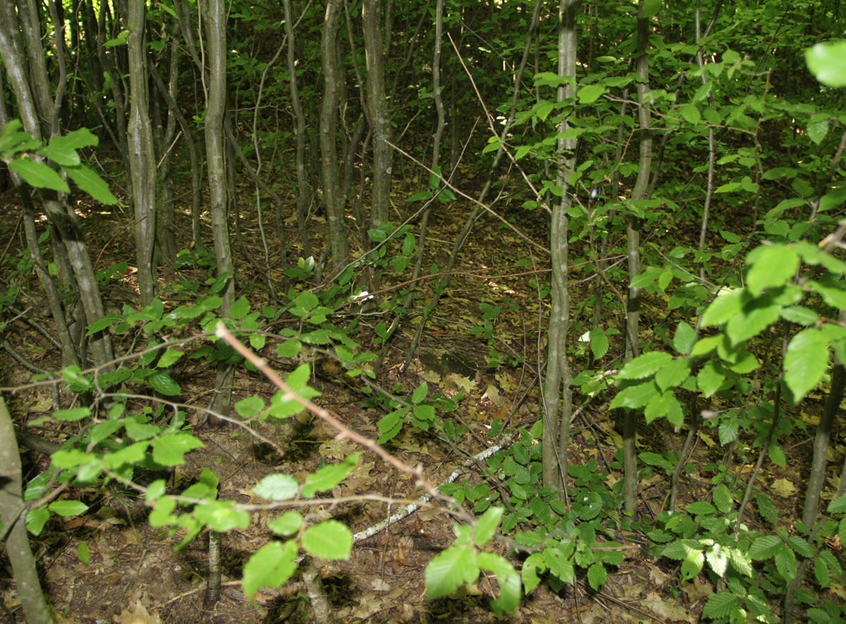 Ulicske-Krive-Jewish-Cemetery-6