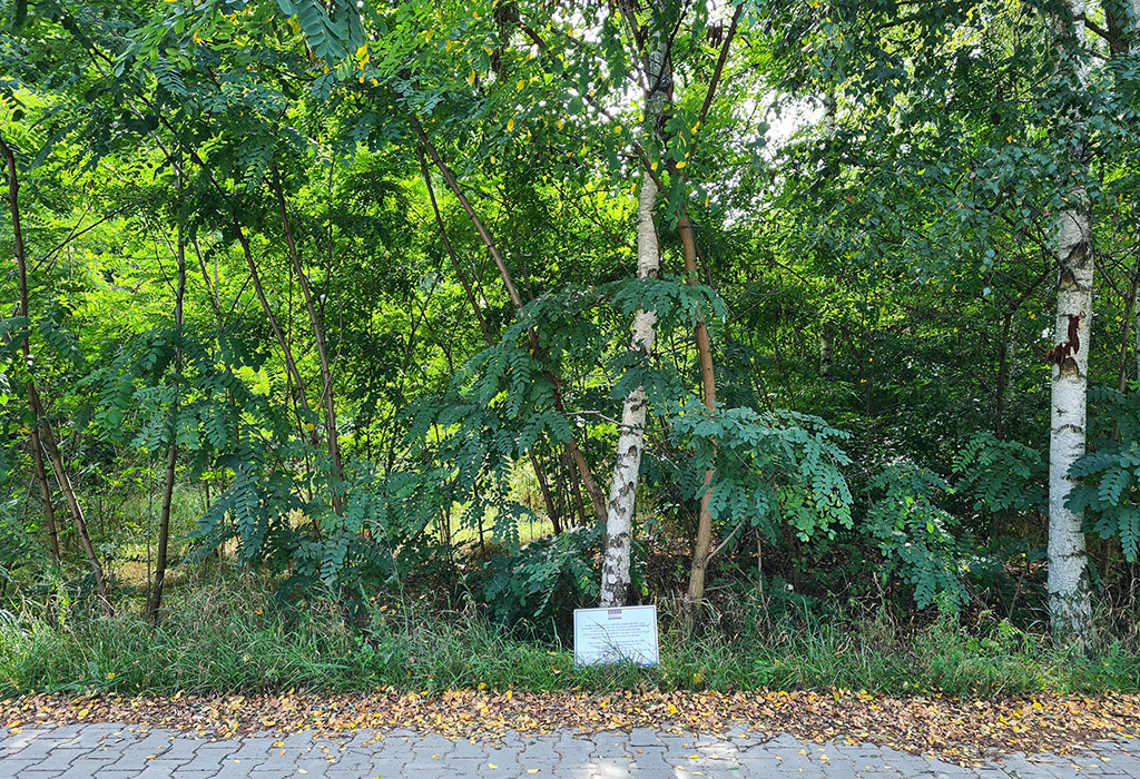 Wronki New Jewish Cemetery