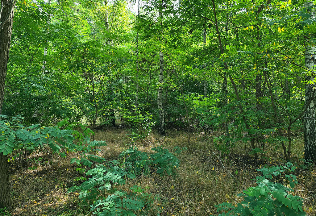 Wronki New Jewish Cemetery