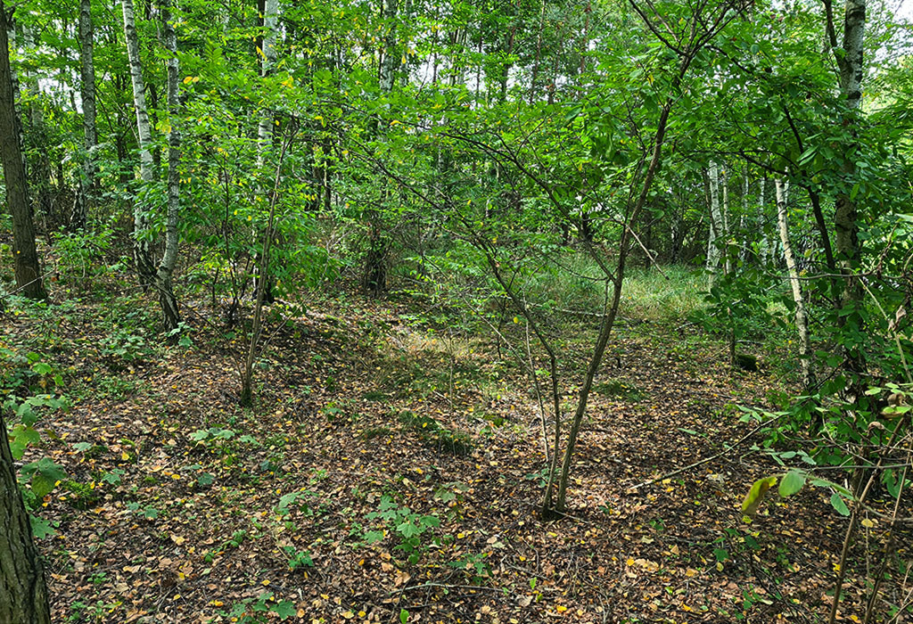Wronki New Jewish Cemetery