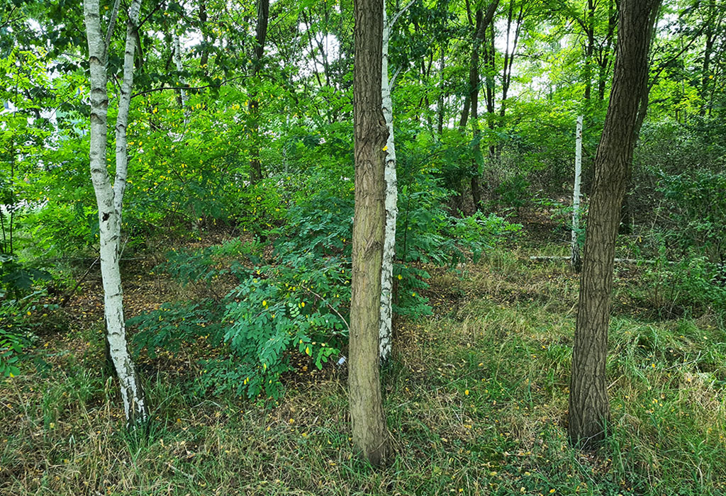 Wronki New Jewish Cemetery