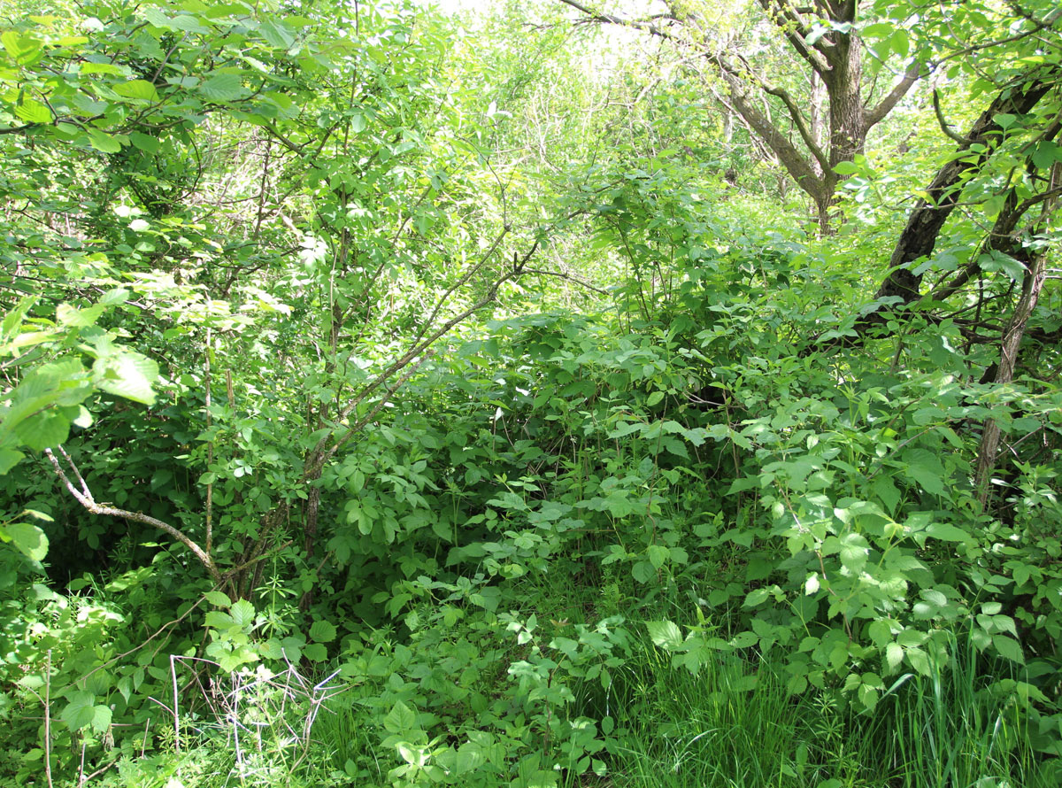 Zaborske-Jewish-Cemetery-3