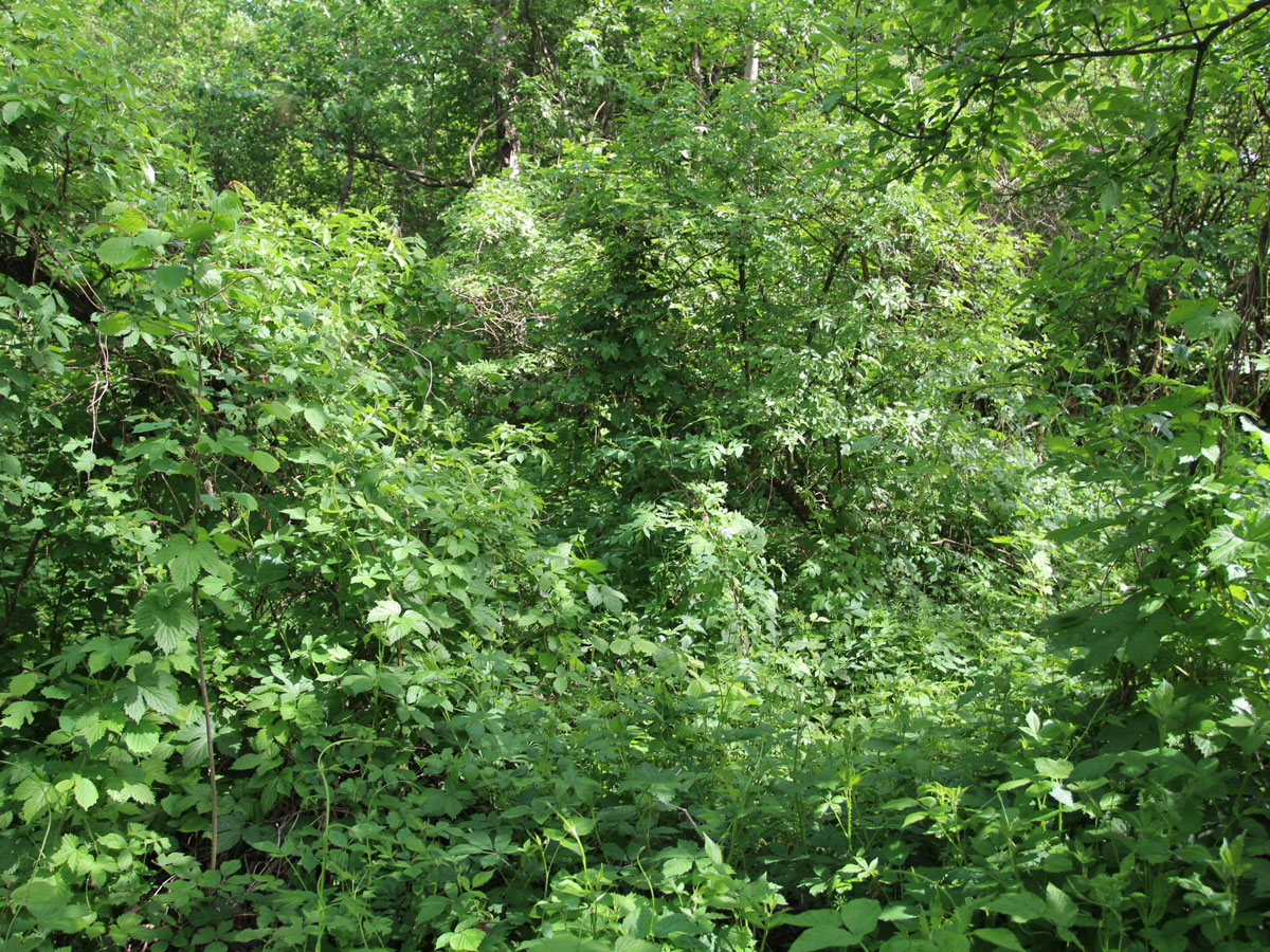 Zaborske-Jewish-Cemetery-4
