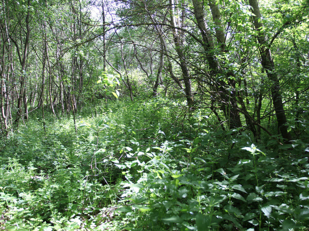 Zaborske-Jewish-Cemetery-5