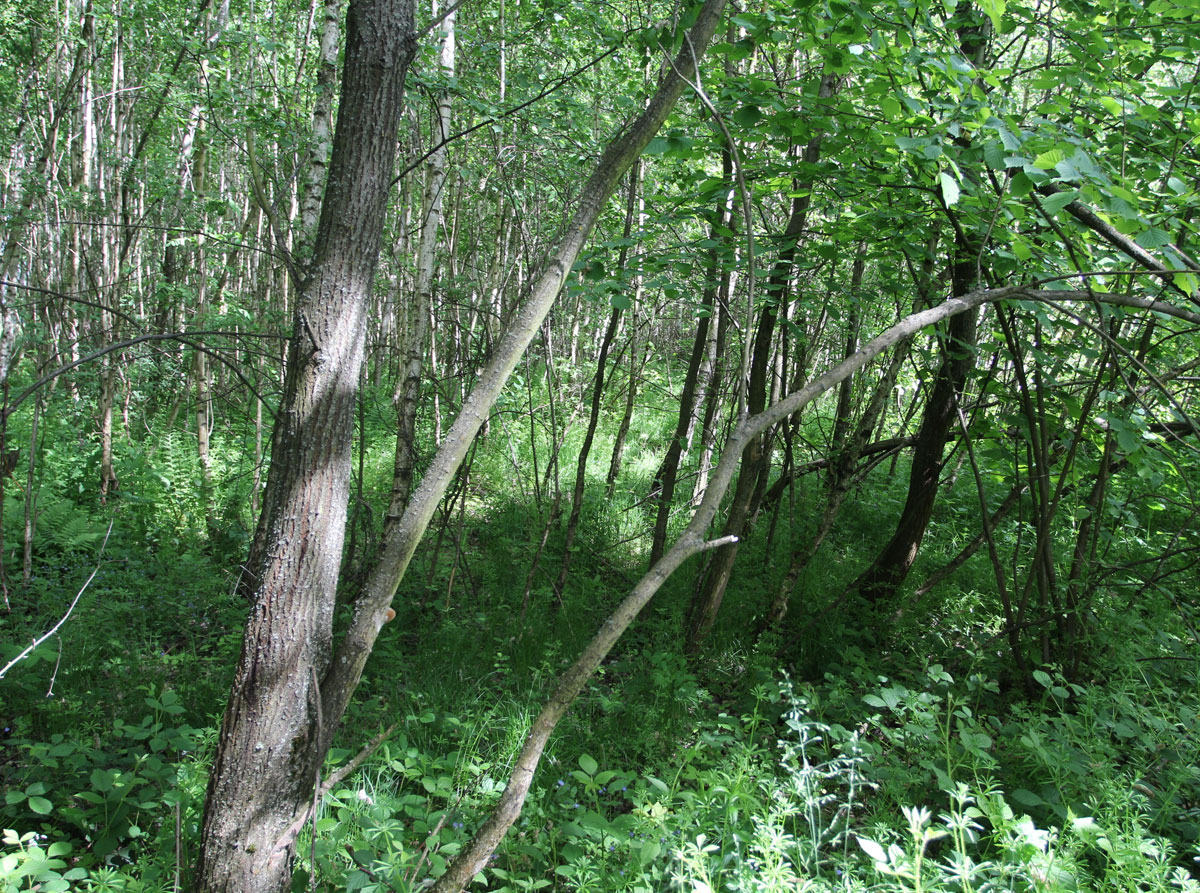 Zaborske-Jewish-Cemetery-6