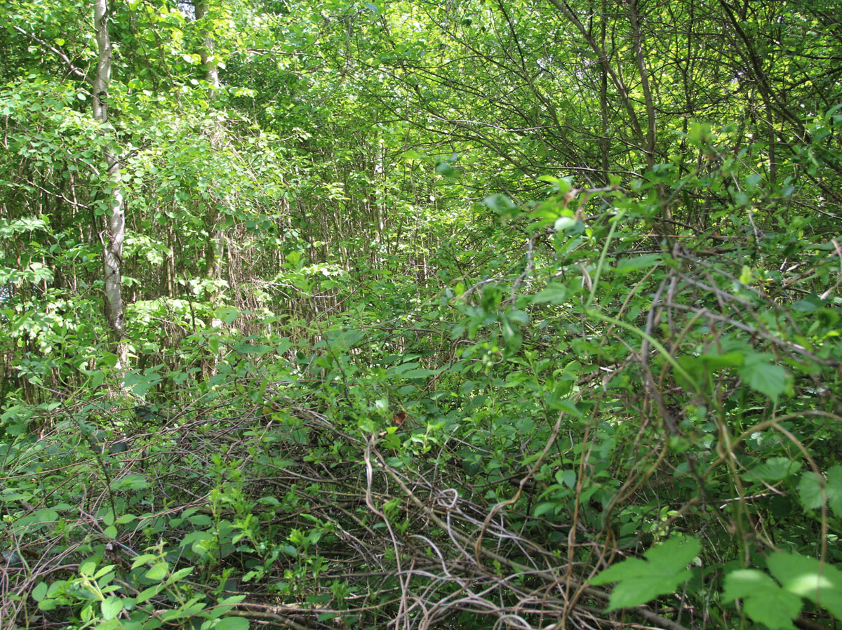 Zaborske-Jewish-Cemetery-7